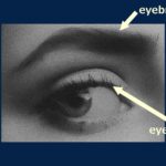 【英語】eyebrow / eyelash / eyelid の意味と違い【例文あり】