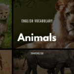 動物の英語・英単語一覧80種類【音声・例文あり】